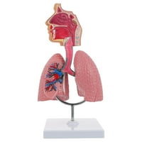 Respiratorni model pluća Medicinski model pluća dišnog sustava Vodič