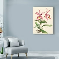 Zaštitni znak likovna umjetnost 'Pink Cattleya Orchid Art Art by Joy Waldman